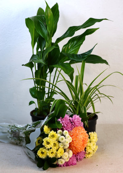 Houseplants