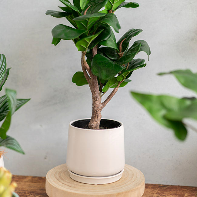 Loreto Belly Pot & Plate