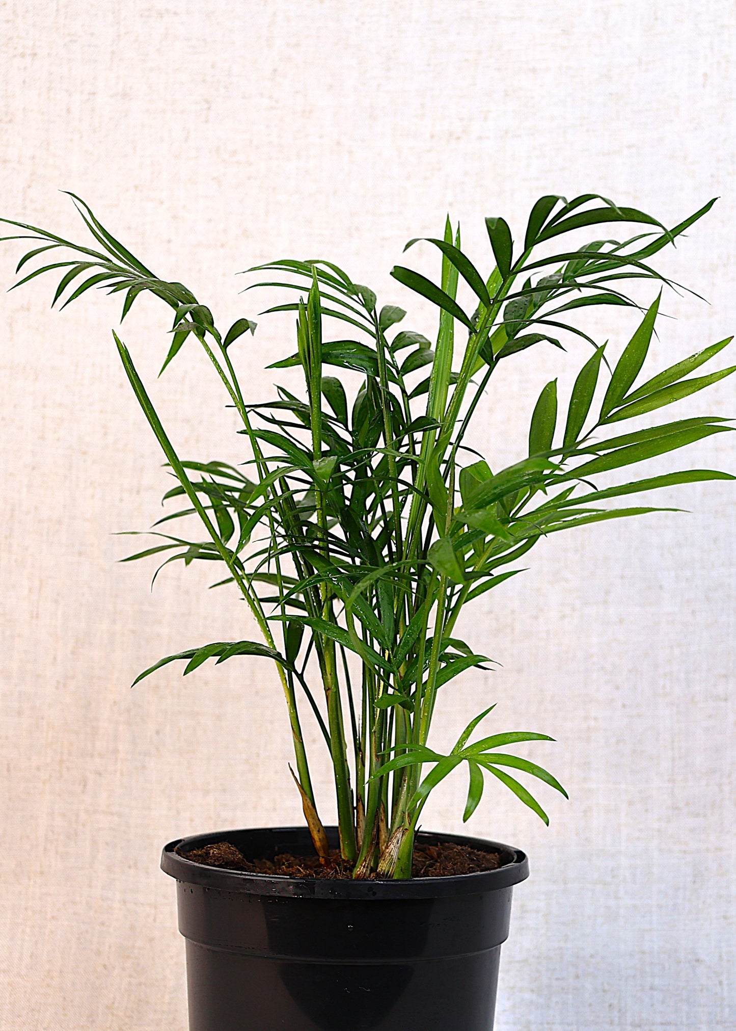 Parlor Palm (Chamaedorea elegans) 130 mm