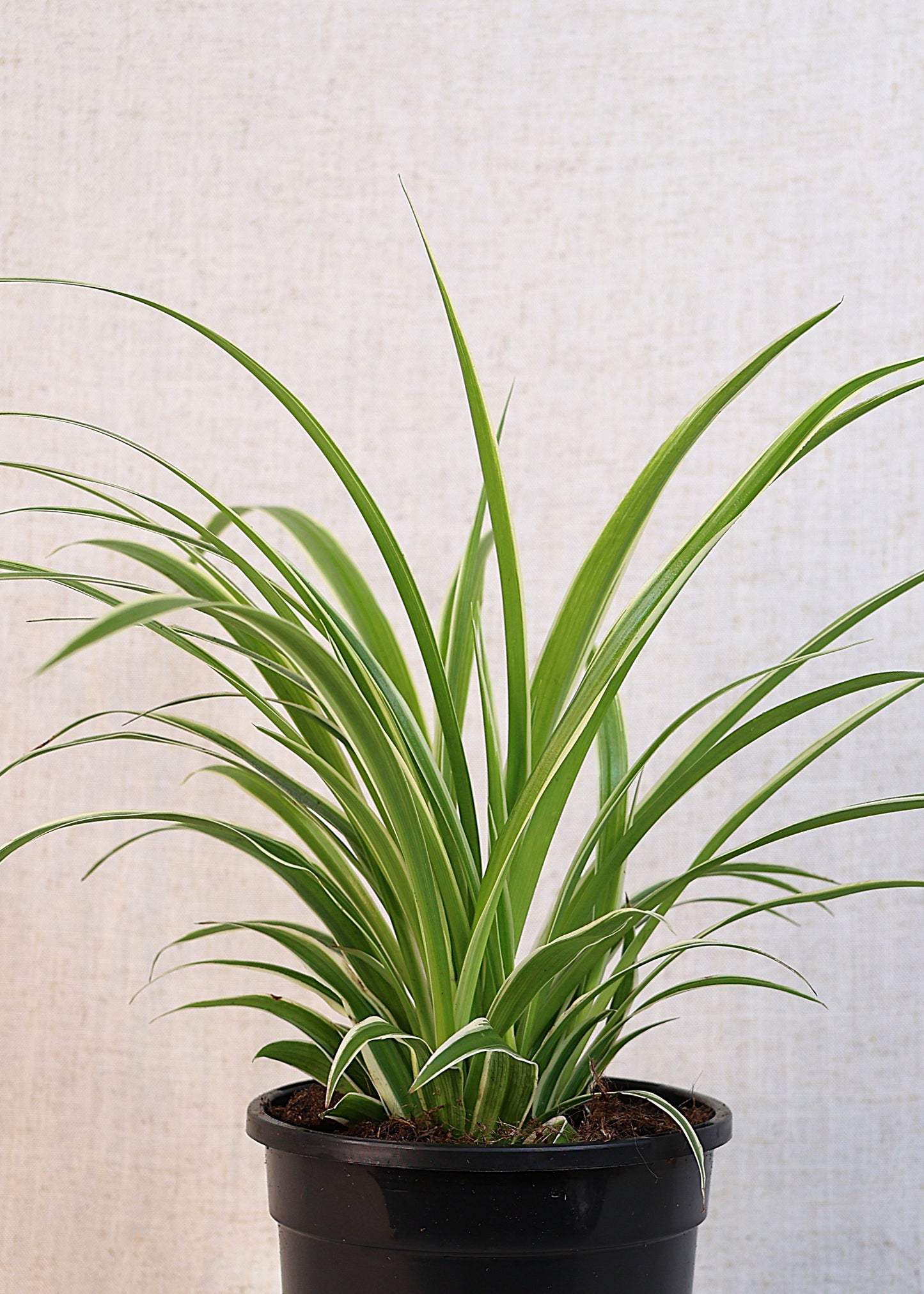 Spider Plant (Chlorophytum comosum) 130 mm