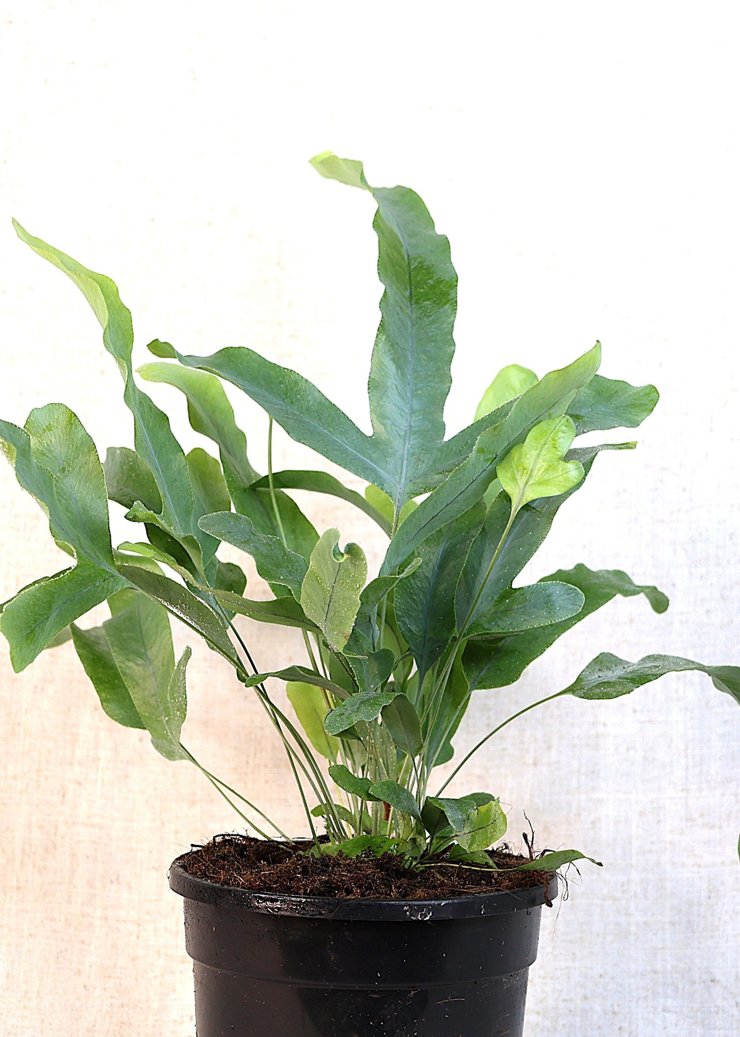 Blue Star Fern (Phlebodium aureum) 130 mm
