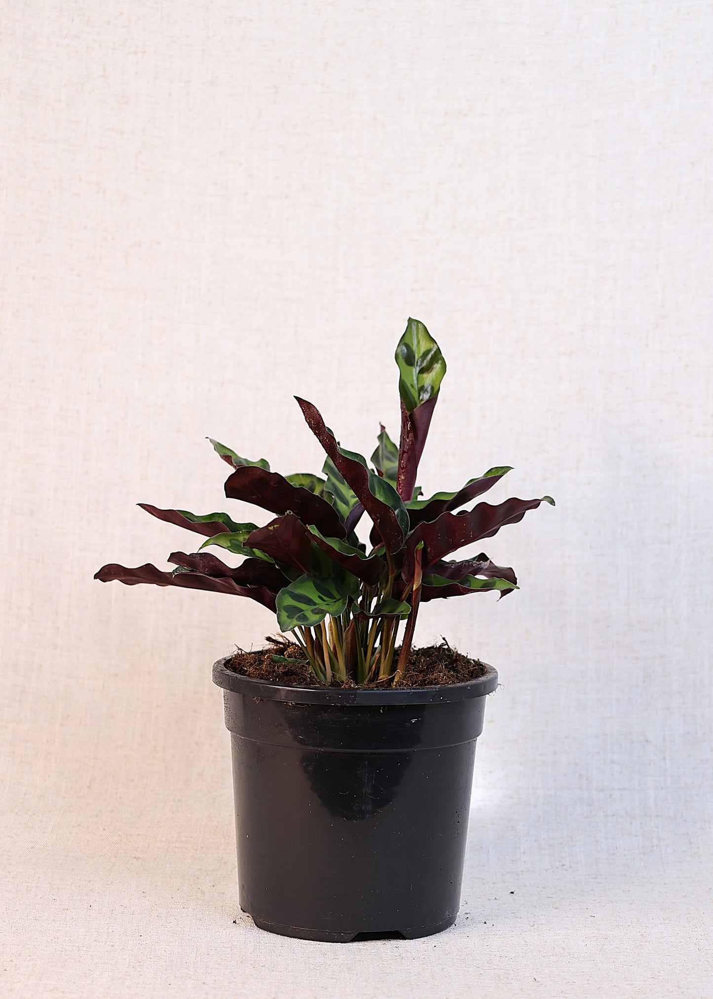 Calathea Rattlesnake (Calathea lancifolia) 130 mm