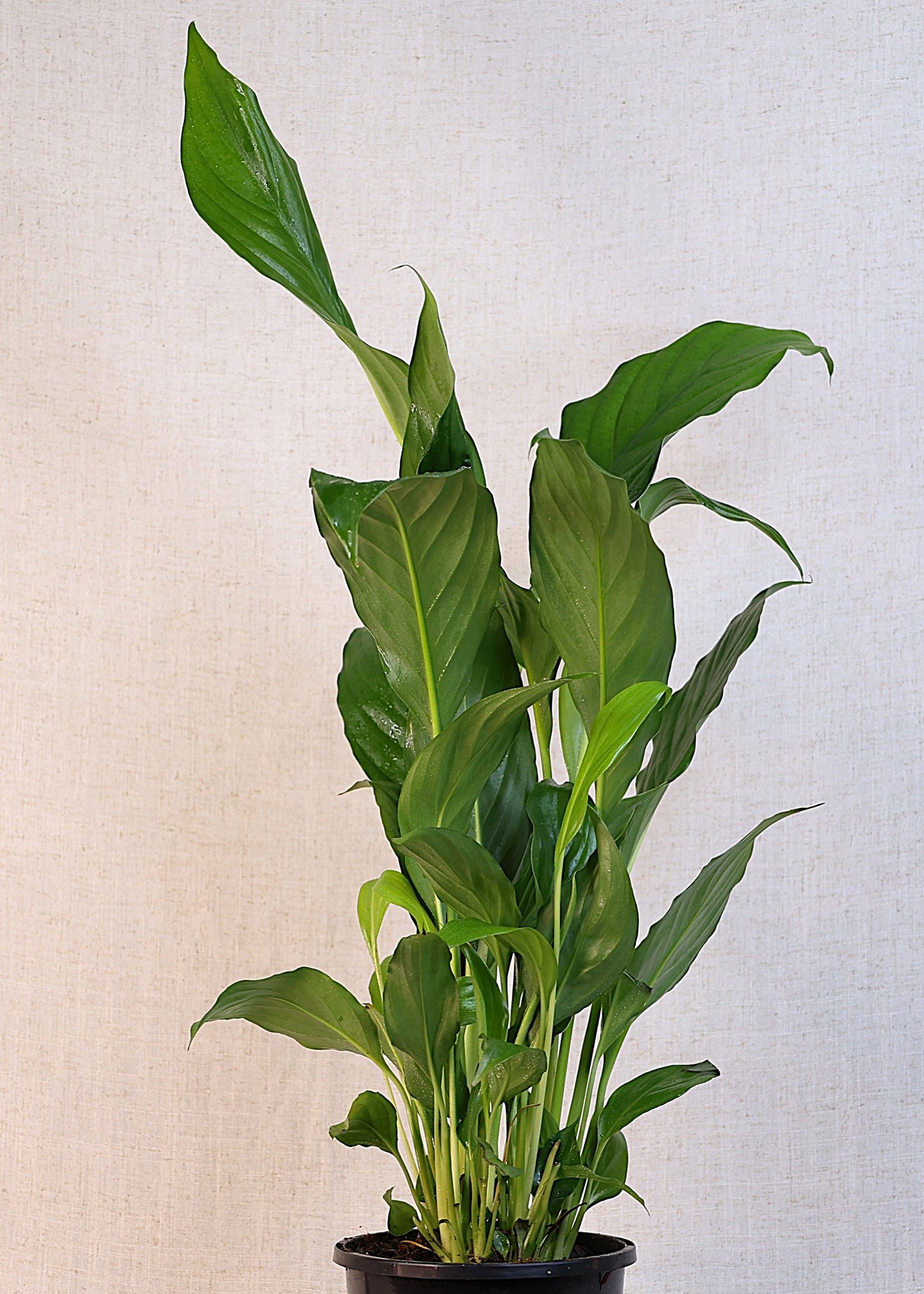 Peace Lily (Spathiphyllum wallisii) 130 mm