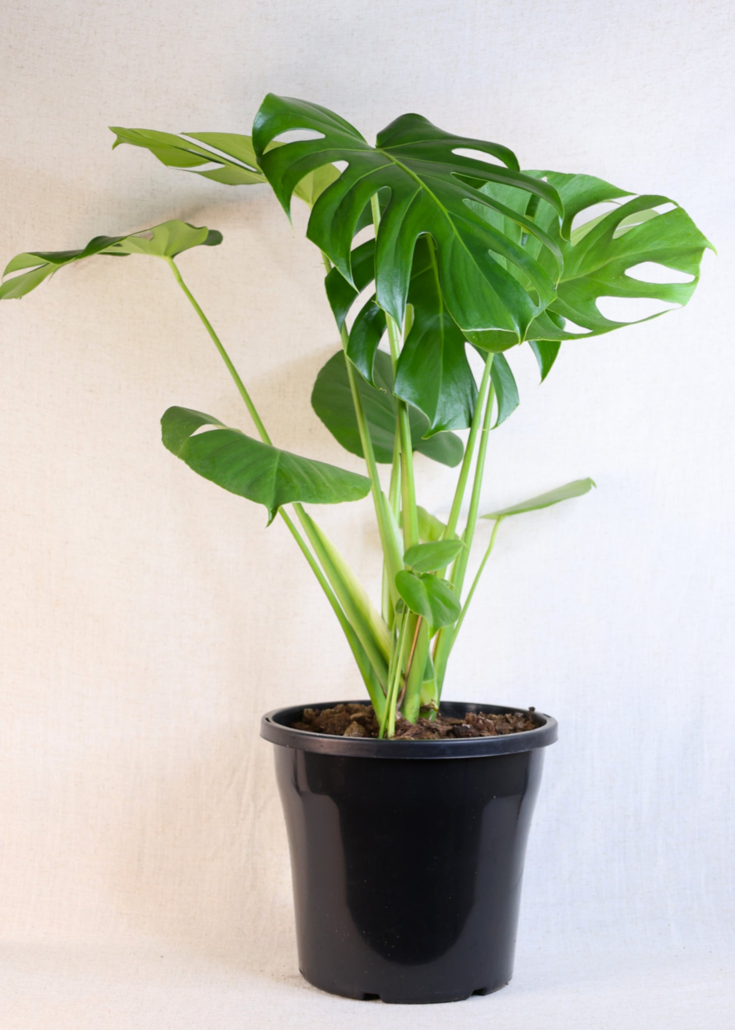 Monstera (Monstera deliciosa) 250 mm