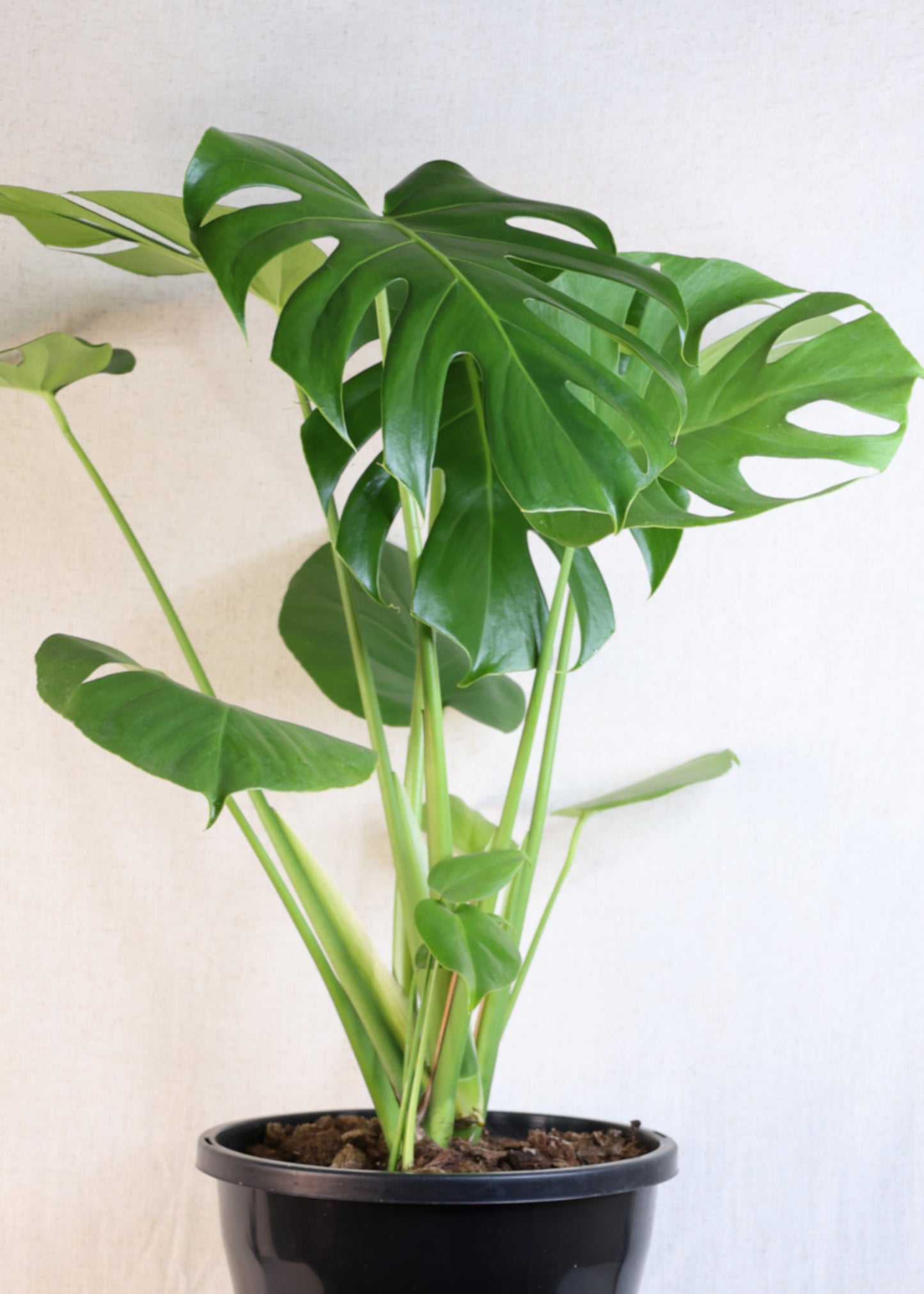 Monstera (Monstera deliciosa) 250 mm