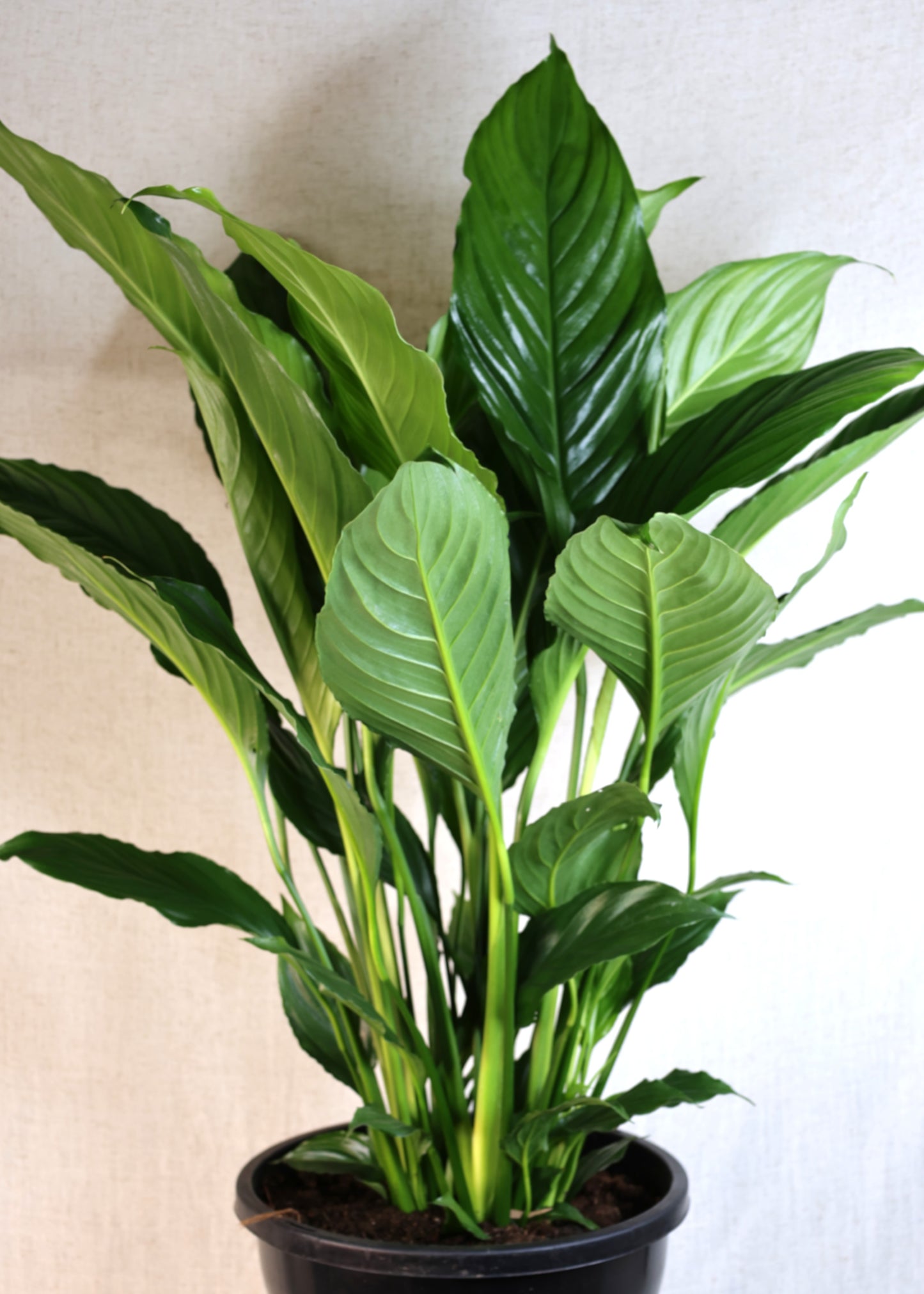 Peace Lily (Spathiphyllum wallisii) 250 mm