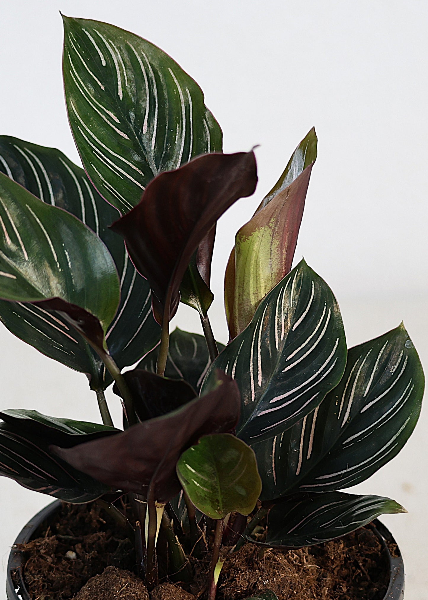 Calathea Pinstripe (Calathea ornata) 130 mm