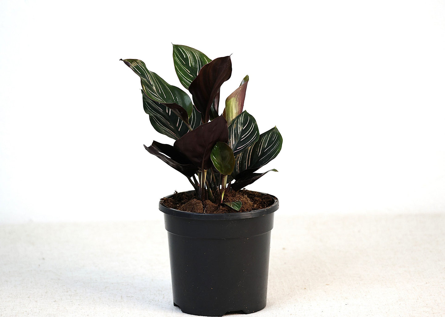 Calathea Pinstripe (Calathea ornata) 130 mm