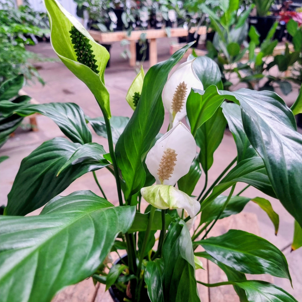 Peace Lily (Spathiphyllum wallisii) 130 mm
