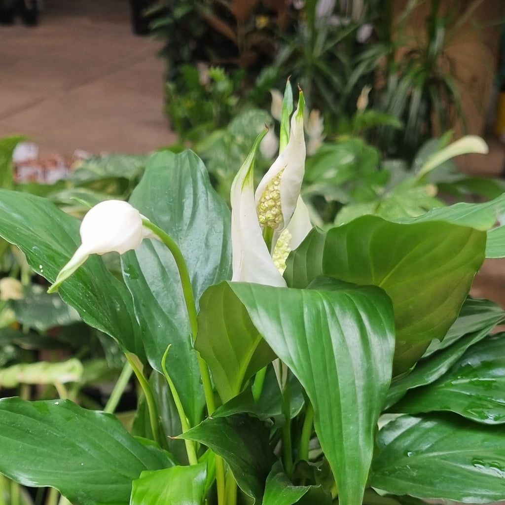 Peace Lily (Spathiphyllum wallisii) 130 mm