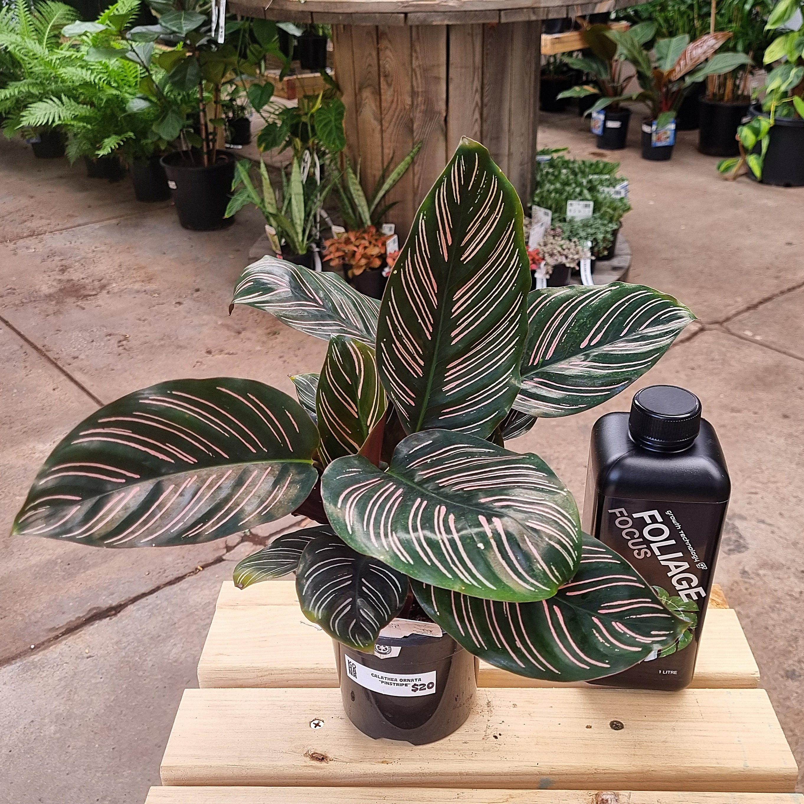 Calathea Pinstripe (Calathea ornata) 130 mm