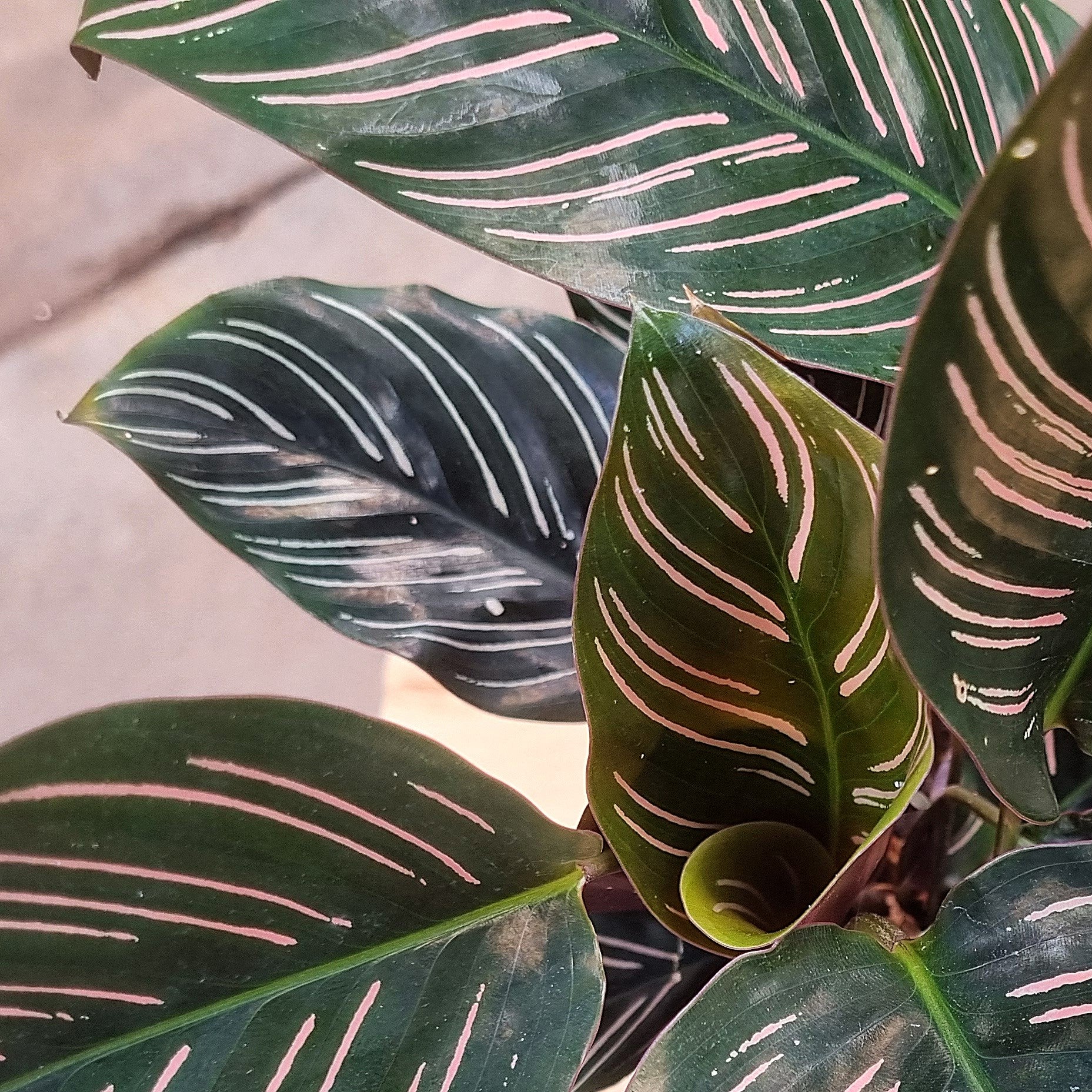 Calathea Pinstripe (Calathea ornata) 130 mm