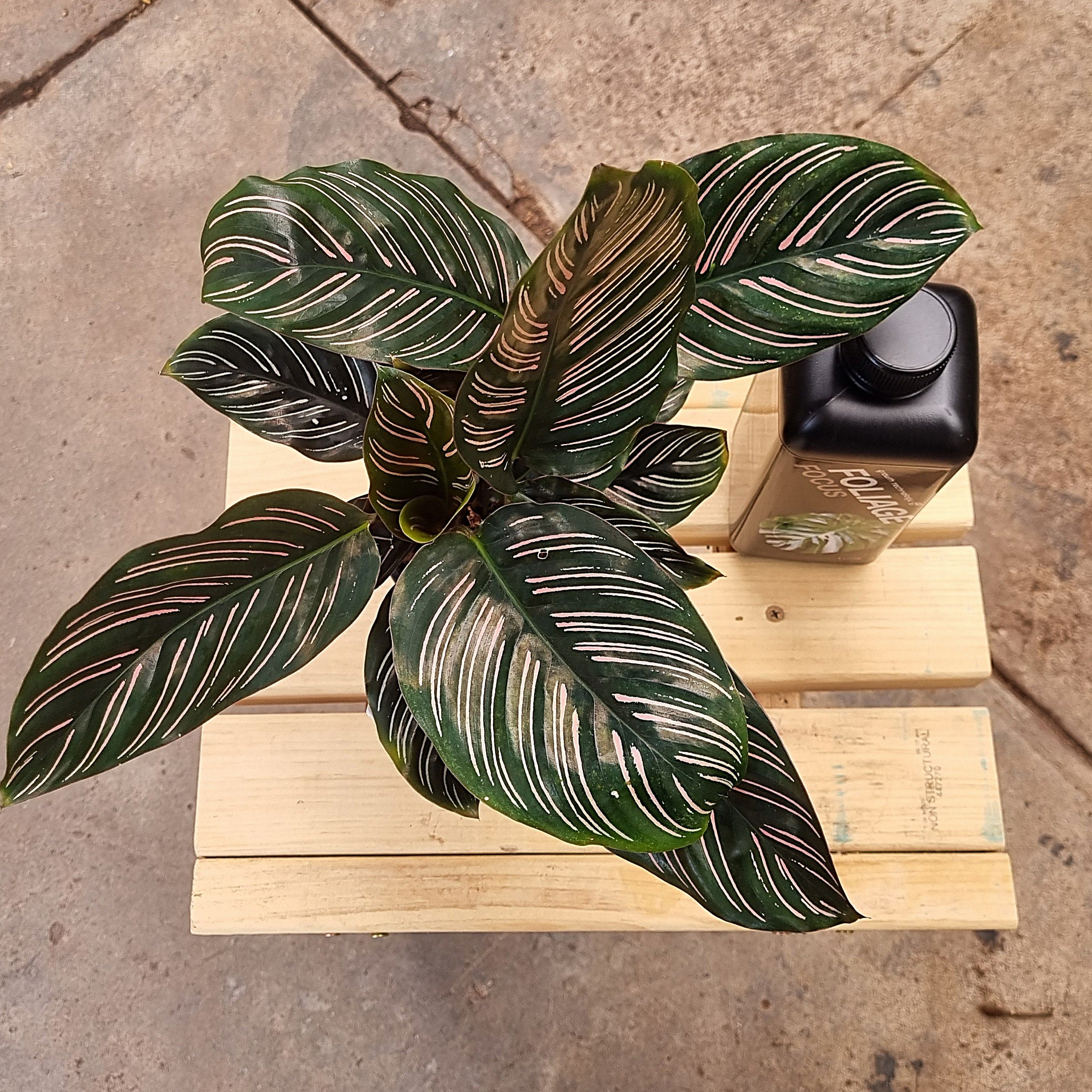 Calathea Pinstripe (Calathea ornata) 130 mm