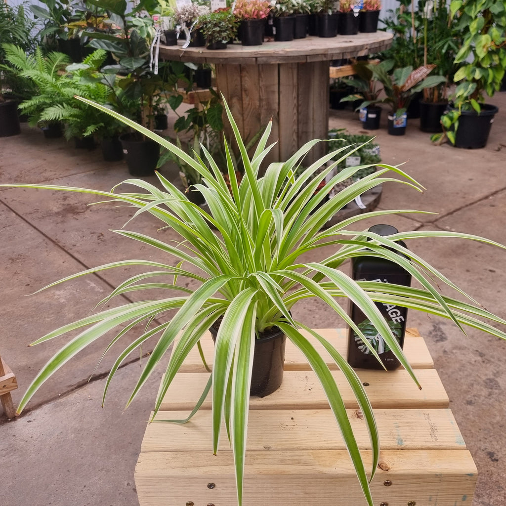 Spider Plant (Chlorophytum comosum) 130 mm