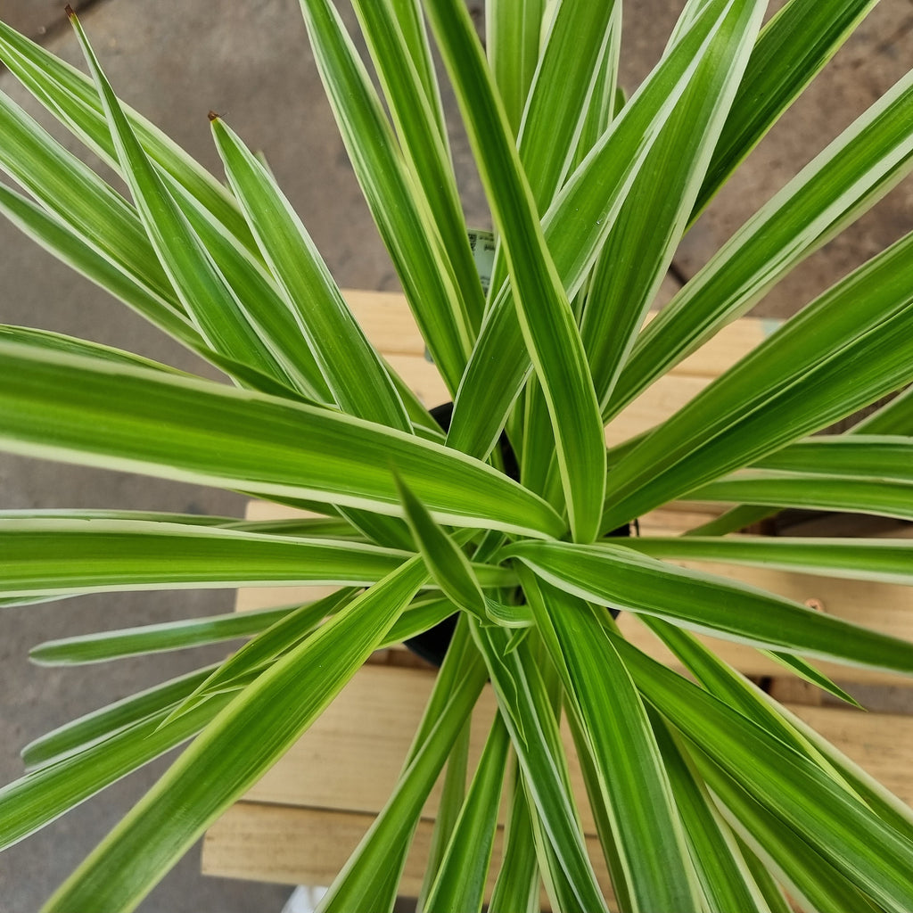 Spider Plant (Chlorophytum comosum) 130 mm