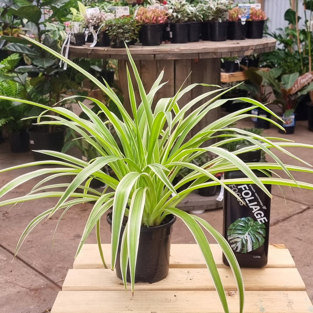 Spider Plant (Chlorophytum comosum) 130 mm