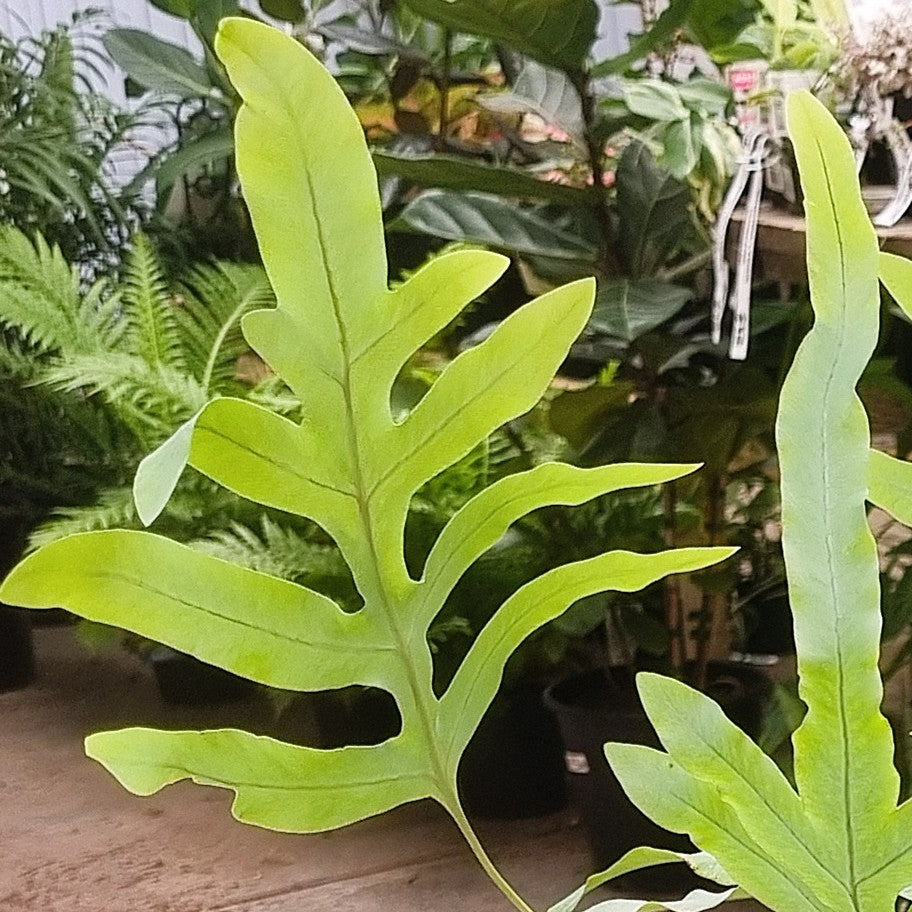 Blue Star Fern (Phlebodium aureum) 130 mm