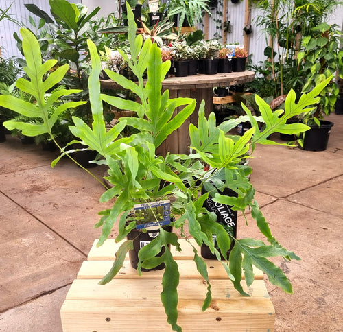 blue star fern nz Blue Star Fern (Phlebodium aureum) 130 mm – Kohana
