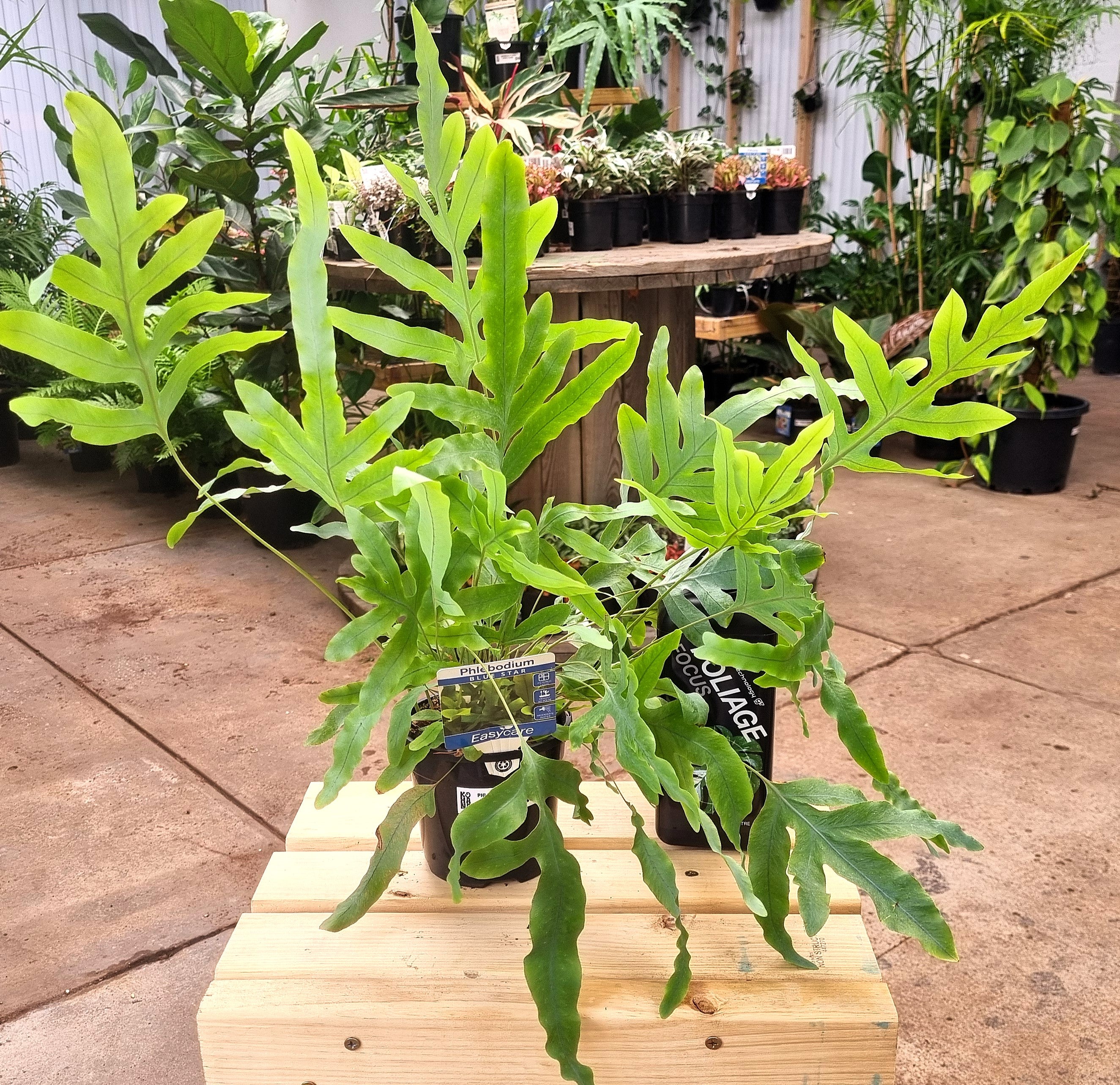 Blue Star Fern (Phlebodium aureum) 130 mm