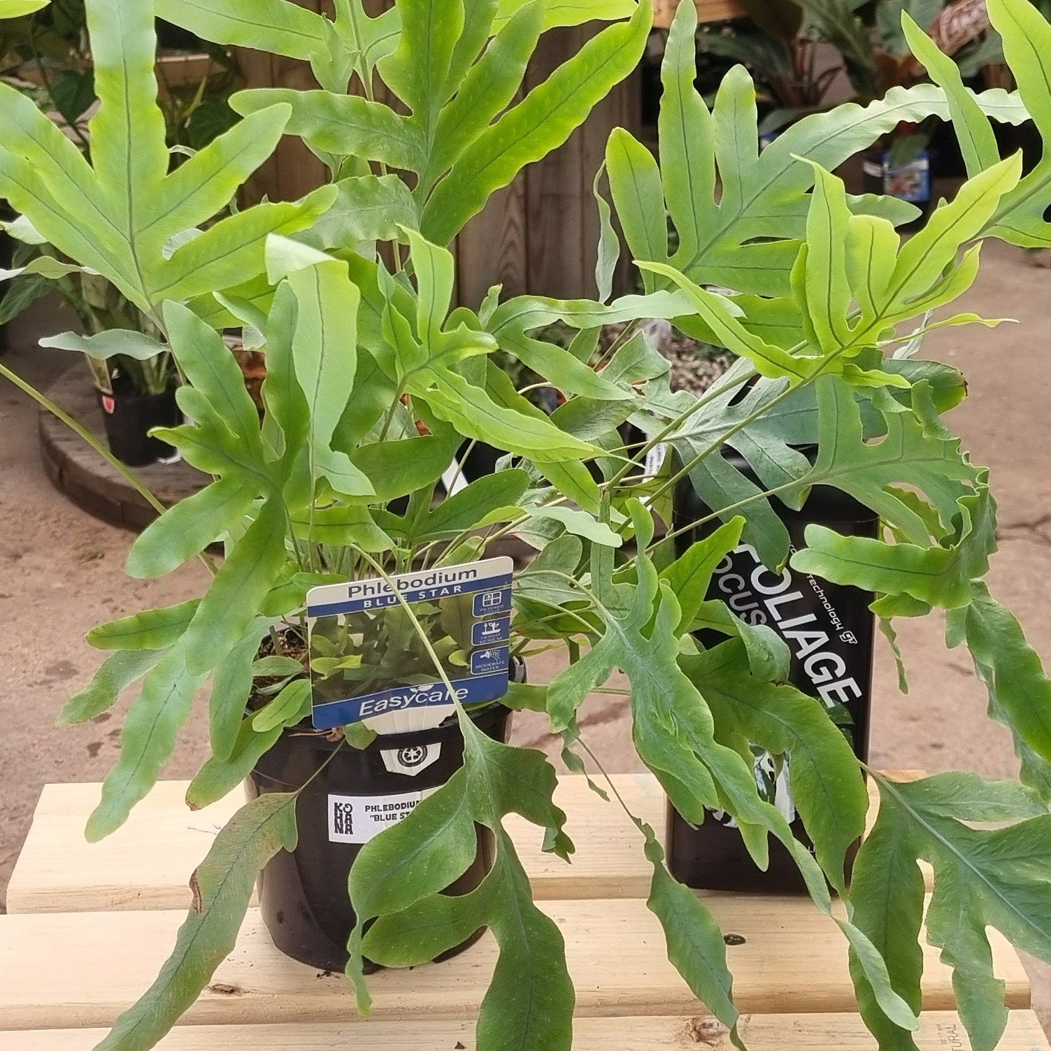Blue Star Fern (Phlebodium aureum) 130 mm