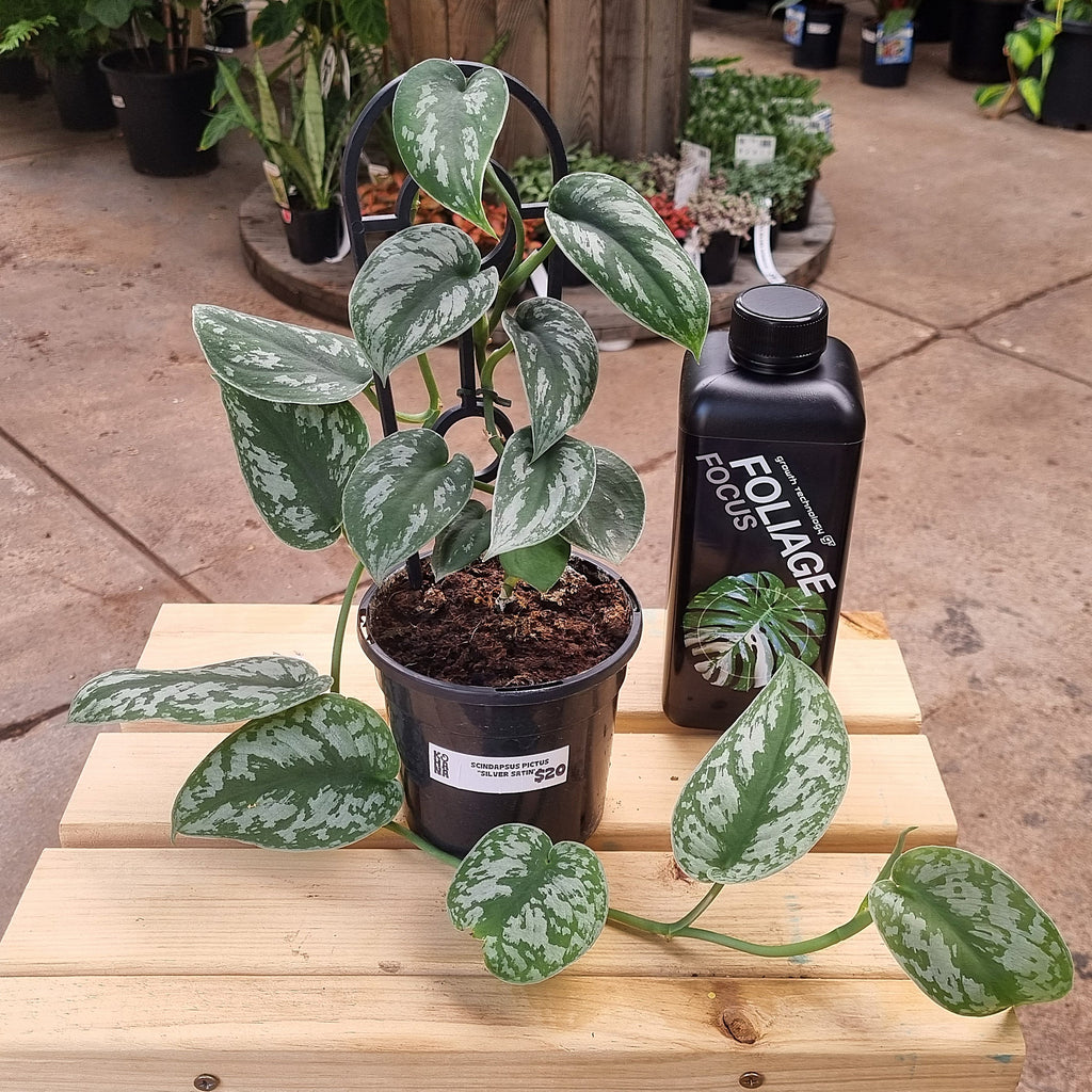 Silver Satin (Scindapsus pictus) 130 mm