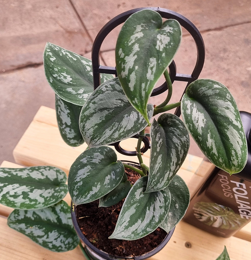 Silver Satin (Scindapsus pictus) 130 mm