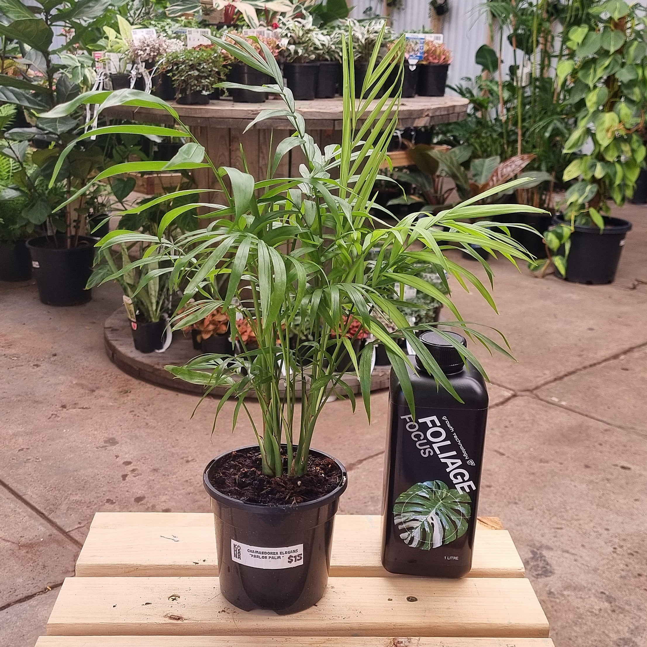 Parlor Palm (Chamaedorea elegans) 130 mm