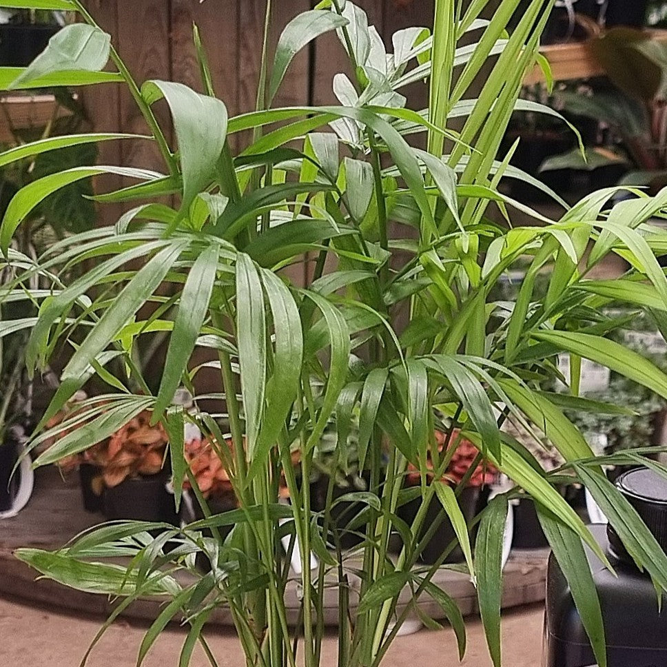 Parlor Palm (Chamaedorea elegans) 130 mm