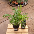 Parlor Palm (Chamaedorea elegans) 130 mm