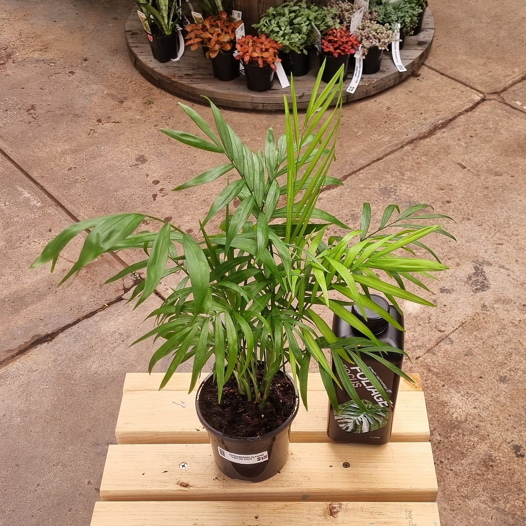 Parlor Palm (Chamaedorea elegans) 130 mm