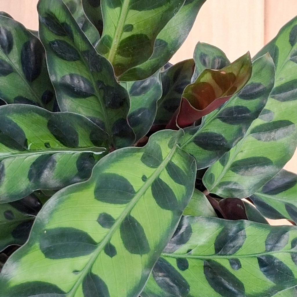 Calathea Rattlesnake (Calathea lancifolia) 130 mm