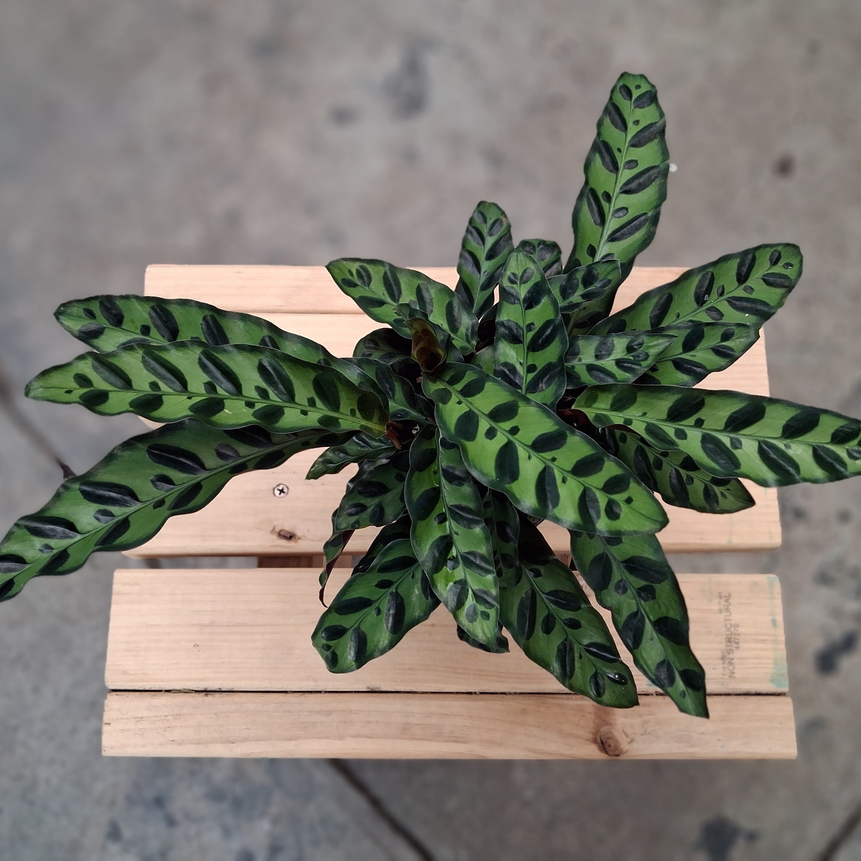 Calathea Rattlesnake (Calathea lancifolia) 130 mm