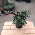 Calathea Rattlesnake (Calathea lancifolia) 130 mm