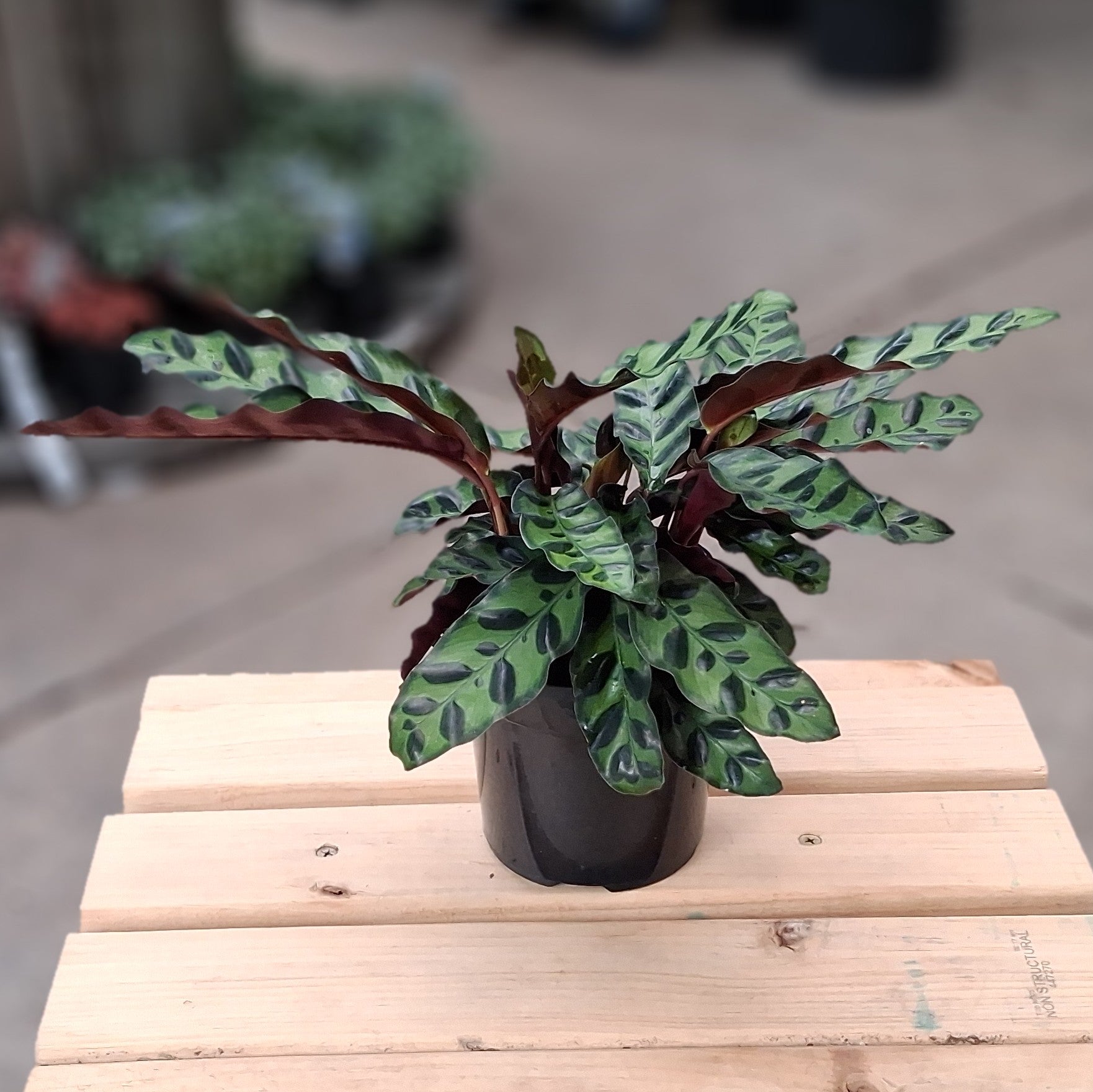 Calathea Rattlesnake (Calathea lancifolia) 130 mm