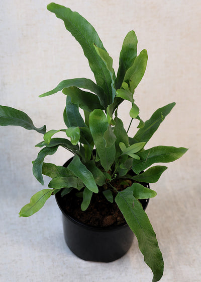 Blue Star Fern (Phlebodium aureum) 130 mm