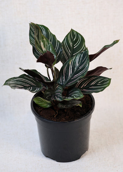 Calathea Pinstripe (Calathea ornata) 130 mm