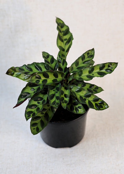 Calathea Rattlesnake (Calathea lancifolia) 130 mm