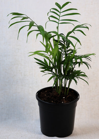 Parlor Palm (Chamaedorea elegans) 130 mm
