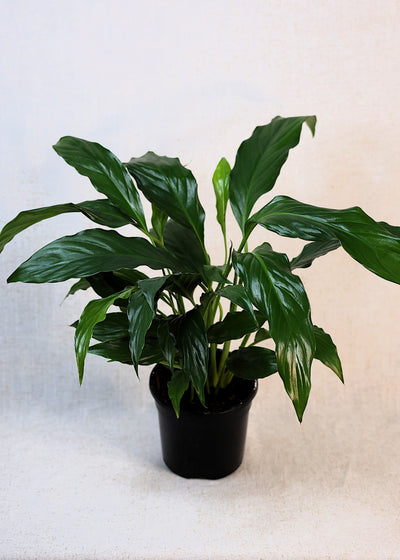 Peace Lily (Spathiphyllum wallisii) 130 mm