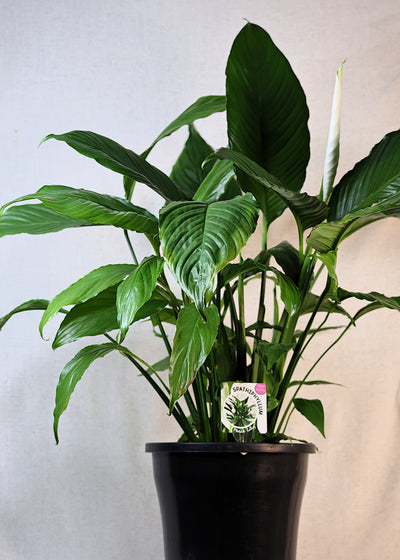 Peace Lily (Spathiphyllum wallisii) 250 mm