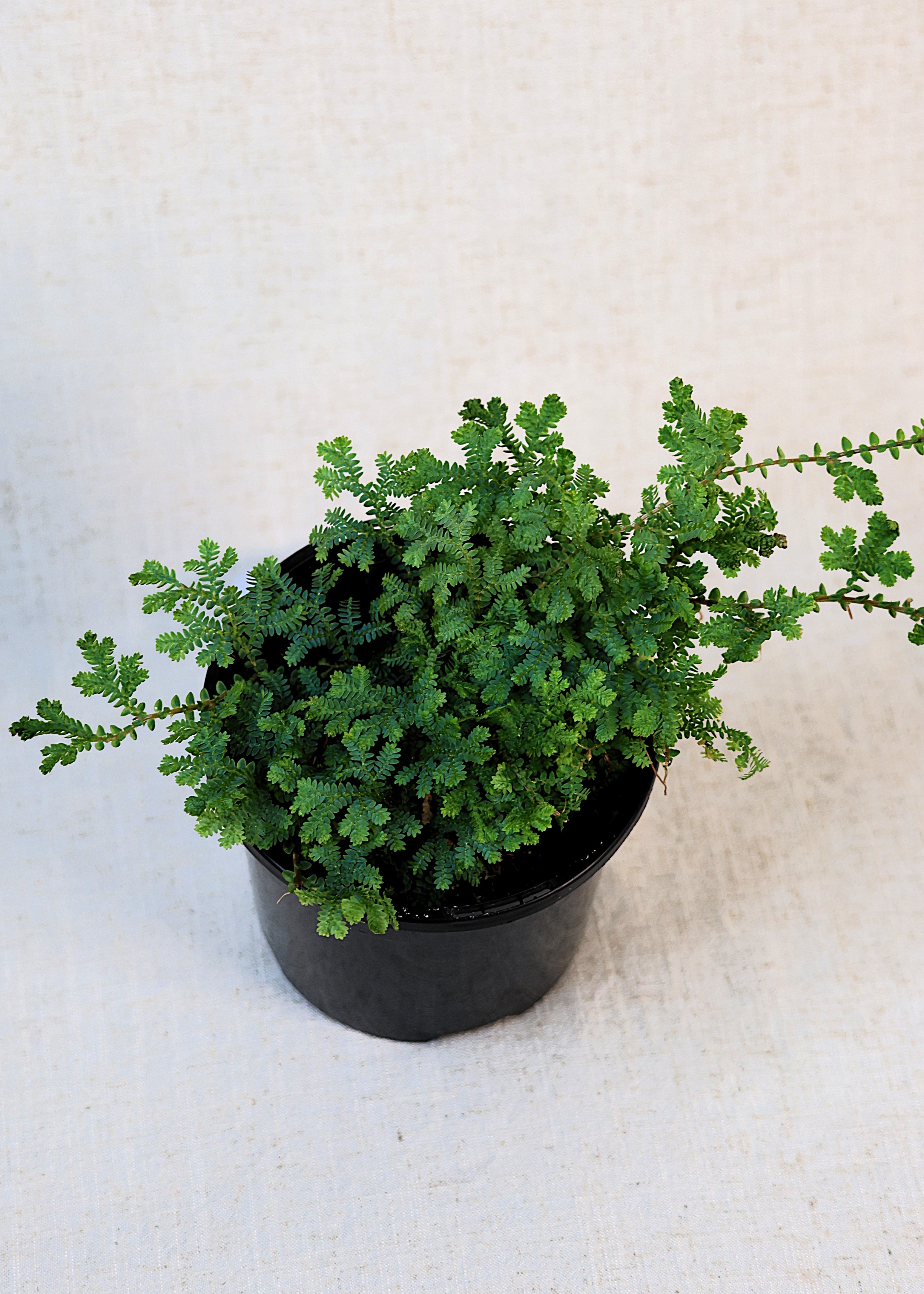 Peacock Moss (Selaginella uncinata) 130 mm