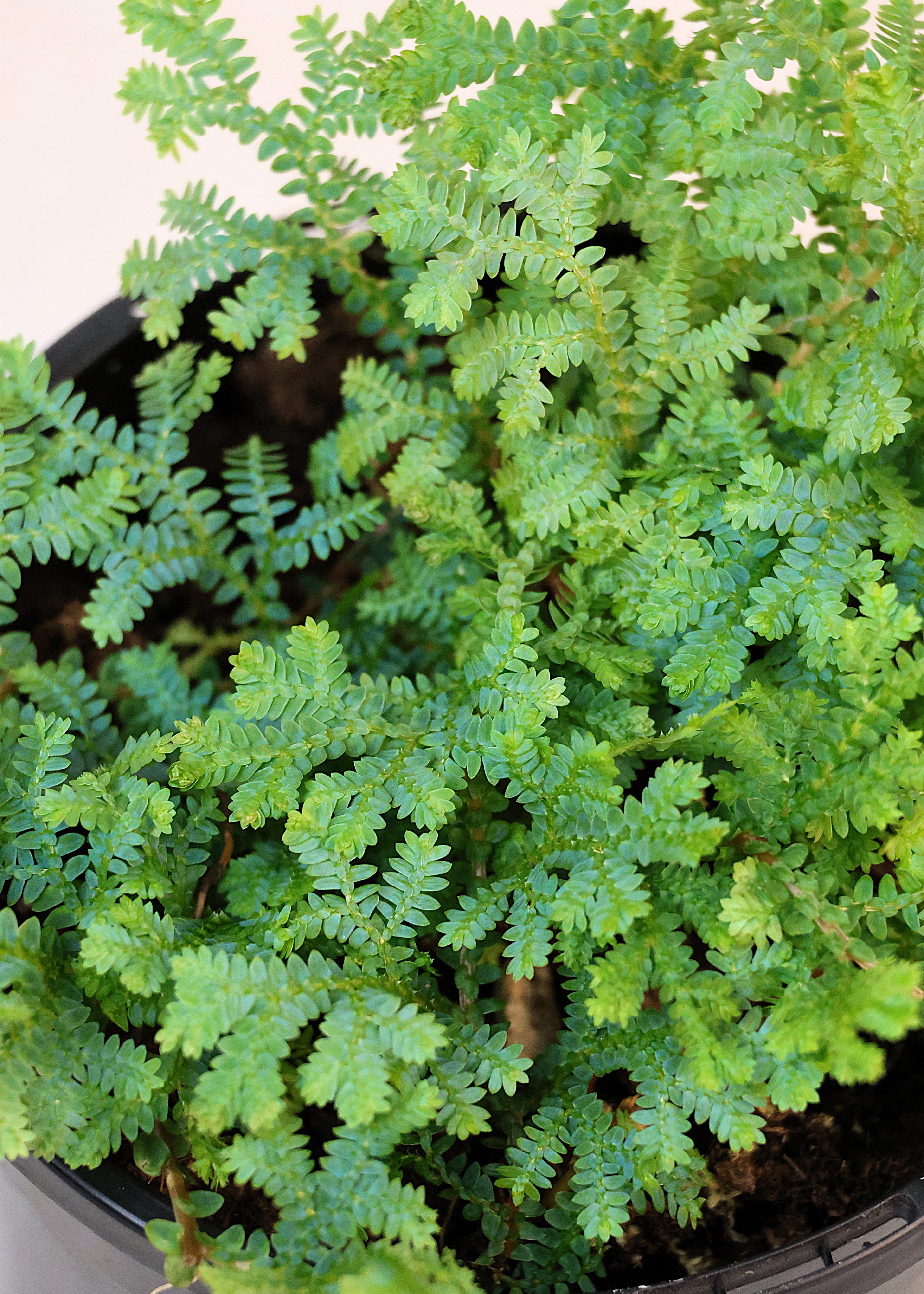 Peacock Moss (Selaginella uncinata) 130 mm