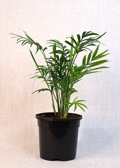 Parlor Palm (Chamaedorea elegans) 130 mm