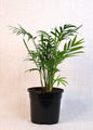 Parlor Palm (Chamaedorea elegans) 130 mm