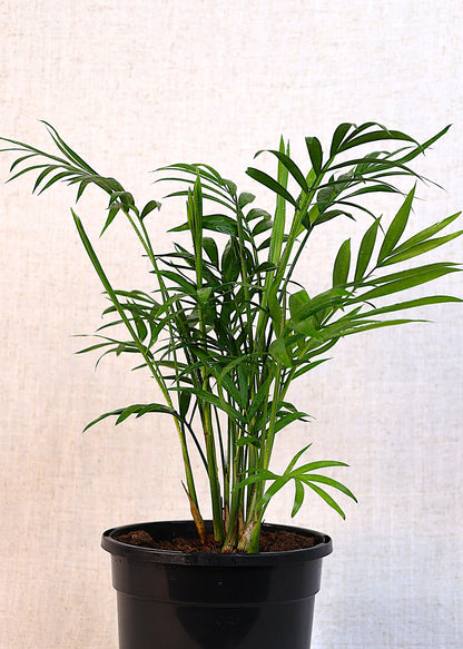 Parlor Palm (Chamaedorea elegans) 130 mm