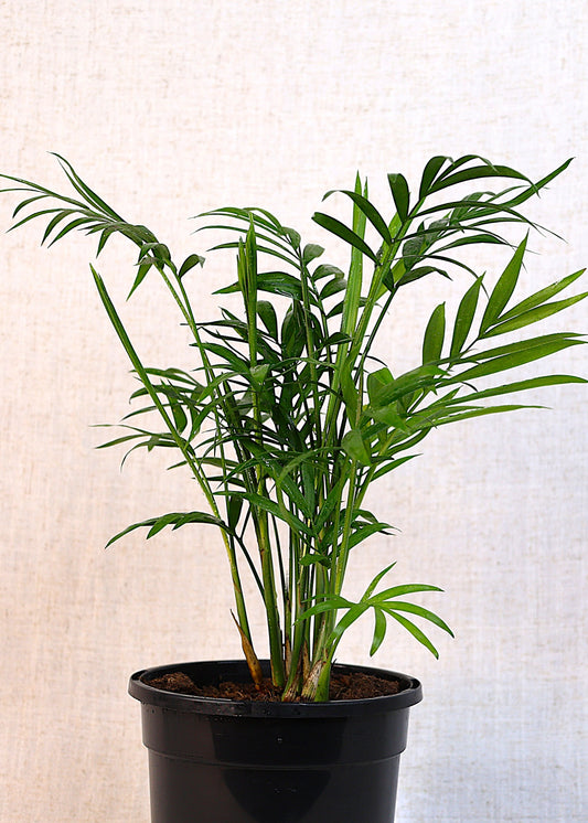 Parlor Palm (Chamaedorea elegans) 130 mm
