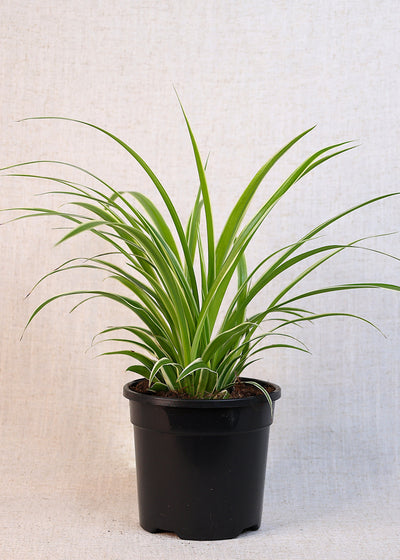 Spider Plant (Chlorophytum comosum) 130 mm