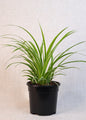 Spider Plant (Chlorophytum comosum) 130 mm