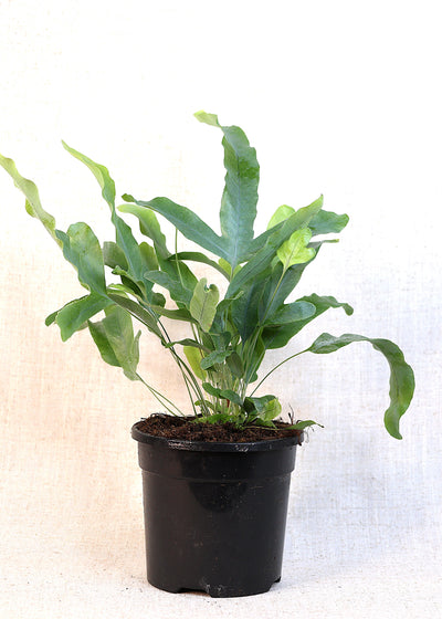 Blue Star Fern (Phlebodium aureum) 130 mm