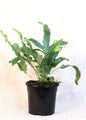 Blue Star Fern (Phlebodium aureum) 130 mm